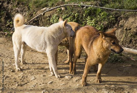 Male and female dog mating cross-breed, mating of pet, dogs make love Stock Photo | Adobe Stock