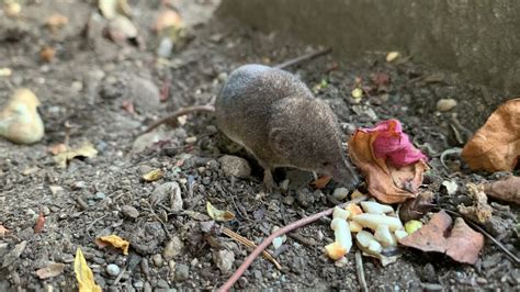 Baby shrew eating some food before nightfall - YouTube