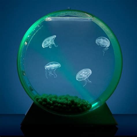 Jellyfish tank | Jellyfish tank, Pet jellyfish, Jellyfish art