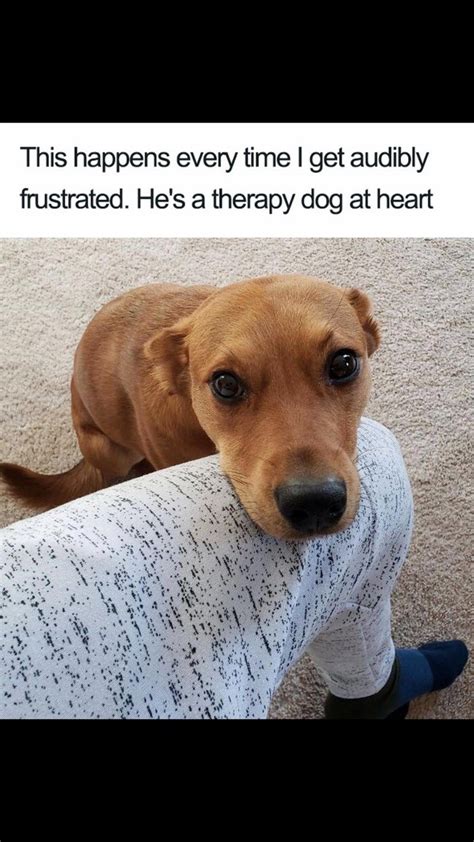 27 dog memes for when you need that daily cute fix – Artofit