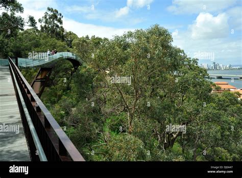 Elevated section of the King's Park Federation Walkway. Perth, Western Australia Stock Photo - Alamy