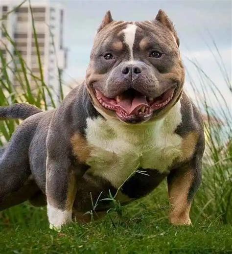 What Is a Micro Bully? - The Small Exotic Bully Breed Guide