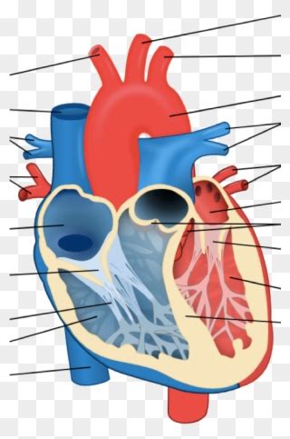 Diagram Of Cow Heart Anatomy - All About Cow Photos