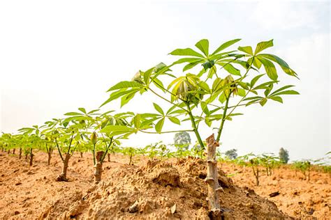 Best Tapioca Tree Stock Photos, Pictures & Royalty-Free Images - iStock