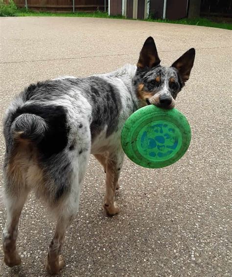 Is the Australian Shepherd Blue Heeler mix right for you? - K9 Web