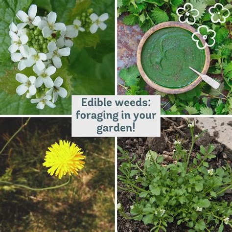 Edible weeds: foraging in your garden | garden, garden, Taraxacum | From dandelion to nettles ...