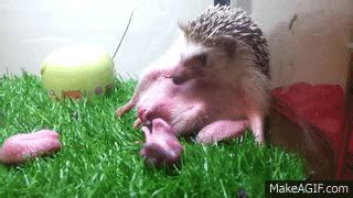 Hedgehog giving birth on Make a GIF