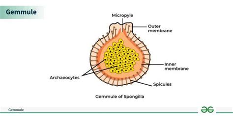 Gemmule - Formation, Structure and Role in Sponge Reproduction - GeeksforGeeks