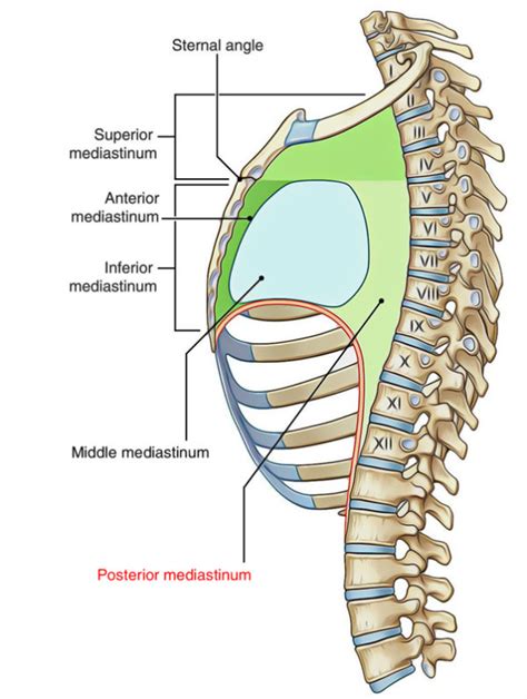 Posterior Mediastinum- Anatomy, Boundaries And Content – Earth's Lab