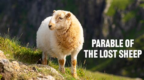 Parable of the Lost Sheep | Needmore Road Church of Christ