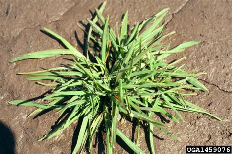 Kentucky bluegrass (Poa pratensis L.)