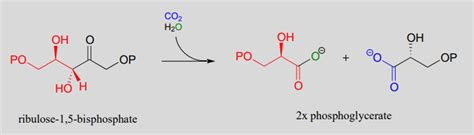 12 6 Carboxylation Chemistry Libretexts - Riset