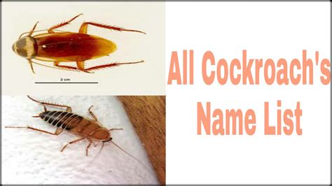 All Cockroach Species (Genus) Name List