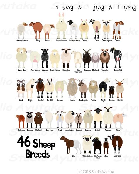 46 breeds of sheep chart svg png jpg 1620 etsy – Artofit