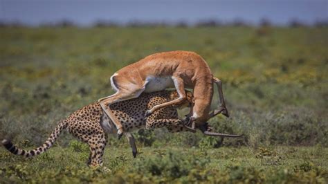 Gazelle Fights Cheetah Back To Escape Death - YouTube