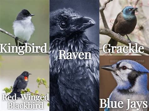 What Are Predators Of Crows? Birds Advice