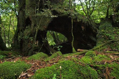 A hike up to Jomon Sugi, a 7200 year old tree on Japan’s Yakushima Island, Japan - Times of ...