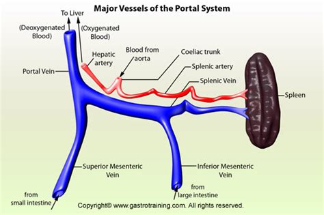 Gastroenterology Education and CPD for trainees and specialists ...