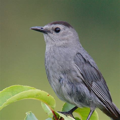 Gray Catbird | National Geographic