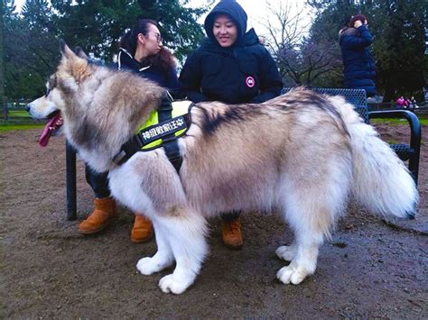 The Giant Alaskan Malamute is large breed of domestic dog described as a natural range of size ...