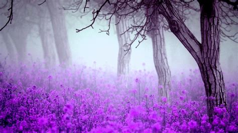 pretty, blurred, forest, dreamy, trees, fog, mist, nostalgic, haze, purple, flowers, nature ...