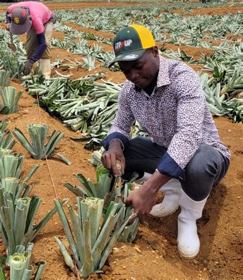 Planting of Pineapple Artigos - Wikifarmer