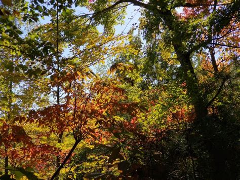 Brilliant Fall Colors - Appalachian Forest Autumn Foliage Stock Photo ...