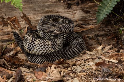 2638 Black Phase Timber Rattlesnake (Crotalus horridus). Native to the eastern US. - Dennis ...