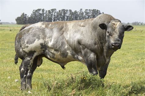 BELGIUM+BLUE | Belgian blue cattle, Belgian blue, Cow