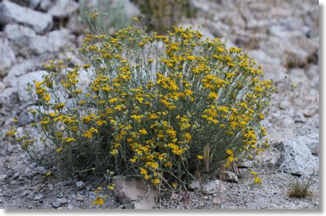 Golden Yarrow (Eriophyllum confertiflorum) in the Tenaya Canyon