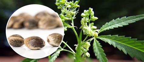 How to produce your own cannabis seeds - CannaConnection