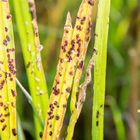 Rice Brown Spot Management in Paddy: Symptoms, Treatment, Chemical ...