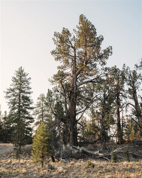 Western Juniper — Gathering Growth