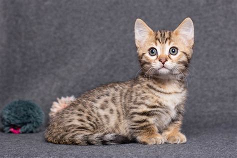 Munchkin Bengal Cat: Pictures, Temperament & Traits – KeyPetCare.com