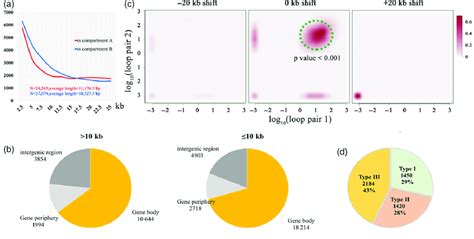 Chromatin loops identified in rice chromatin. (a) Histogram of... | Download Scientific Diagram