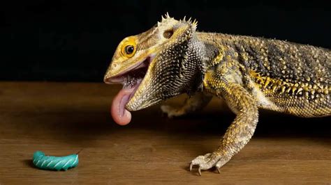 What Can Bearded Dragons Eat? Bearded Dragon Diet Guide | Pet Diet Guide