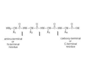 6 carboxypeptidase mechanism | PPT