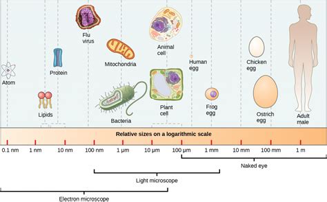 Comparing Prokaryotic and Eukaryotic Cells – MHCC Biology 112: Biology for Health Professions