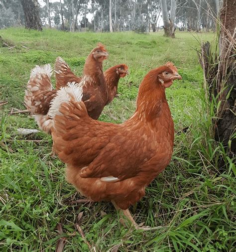 Isa Brown Chickens ~ What to Know about these Mighty Producers