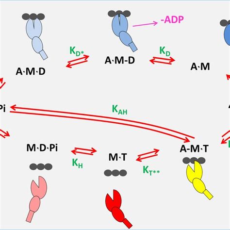 A minimal ATPase cycle for the myosin (7-step) actin.myosin (9-step)... | Download Scientific ...