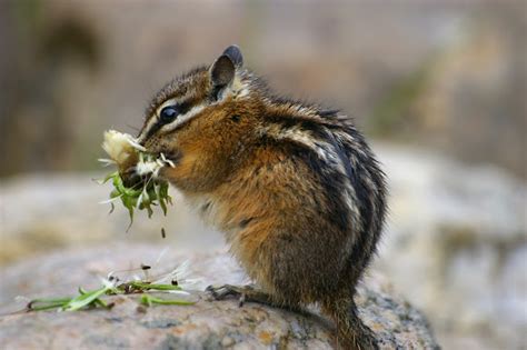 Least Chipmunk | Project Noah