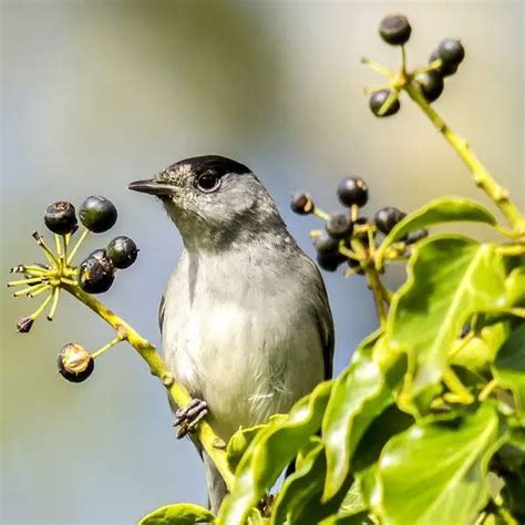 Eurasian Blackcap - Facts, Diet, Habitat & Pictures on Animalia.bio