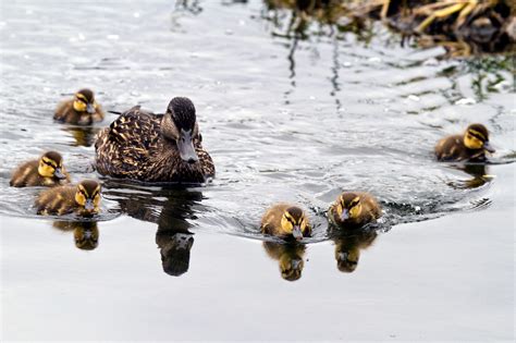 Free photo: Baby Mallard Ducks - Animals, Siblings, Newborn - Free ...