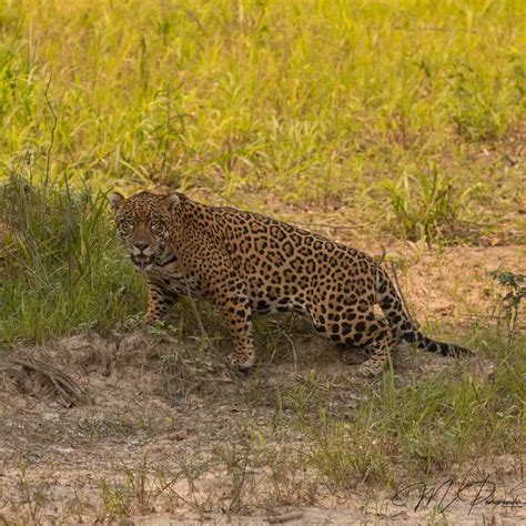 Wildlife Tourism in Bolivia - The Ultimate Guide