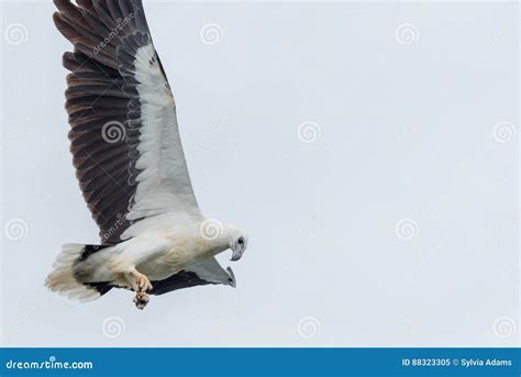 White-bellied sea-eagle stock image. Image of horizontal - 88323305