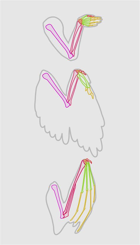 Folded Bird Wing Anatomy - Bird Anatomy Drawing, Step by Step, Drawing Guide, by Dawn ...