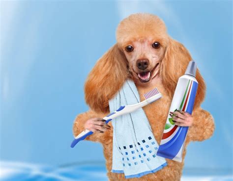 The Importance of Dental Care For Dogs | Alldogboots Blog