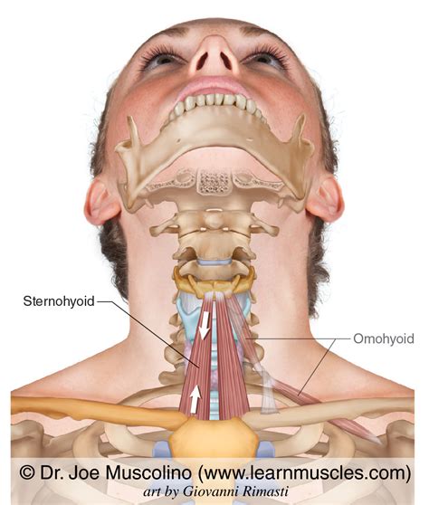 Sternohyoid Muscle