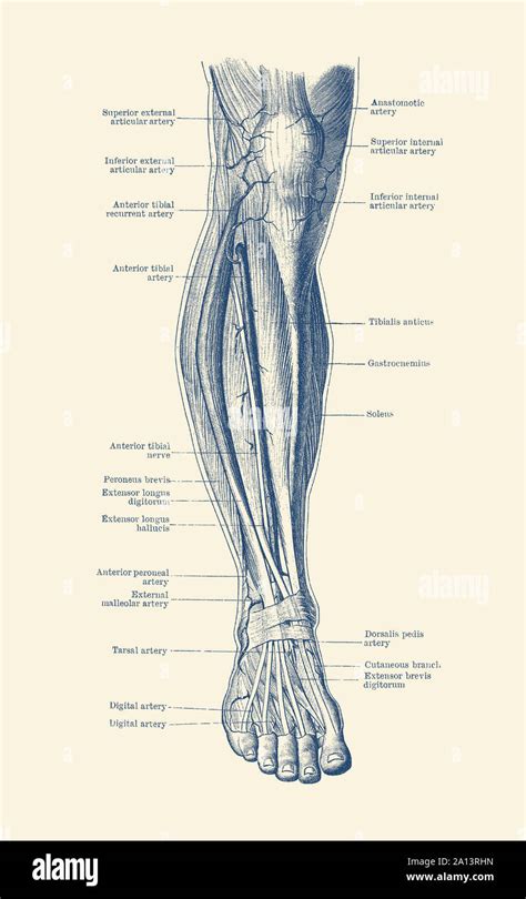 Human Leg Bone Diagram / Leg Bone Anatomy Diagram Diagram Of Human Leg Human Anatomy Diagram ...