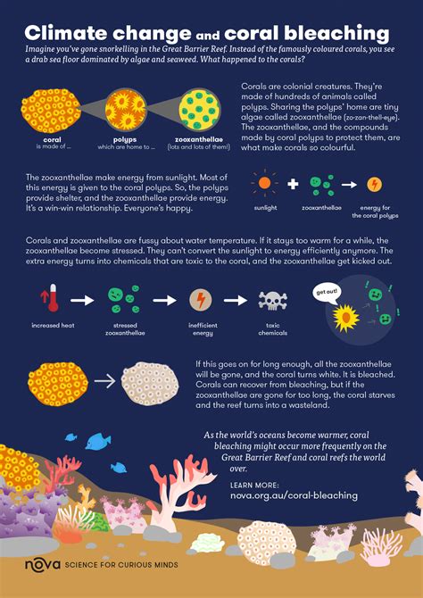 Infographic: What is coral bleaching?